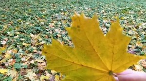 #шикарную осень вспомним