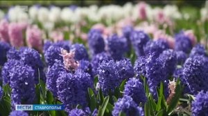 «Вести. Ставропольский край» 9.04.2026 (11.30)