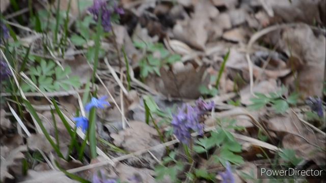 Липецкая обл. Возле санатория «Лесная сказка.»  5.04.2025 г.