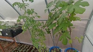 8 апреля 2026. Великие грязи, цыпы, теплица.