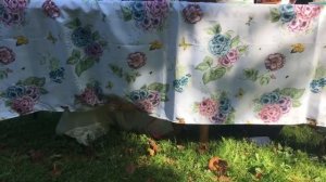 Муха Цокотуха