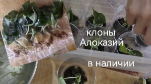 Клоны коллекционных алоказий