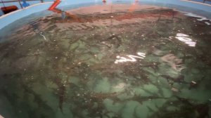 Первое еженедельное видео.