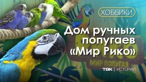 Сотни экзотических птиц в доме ручных попугаев / «Хоббики»