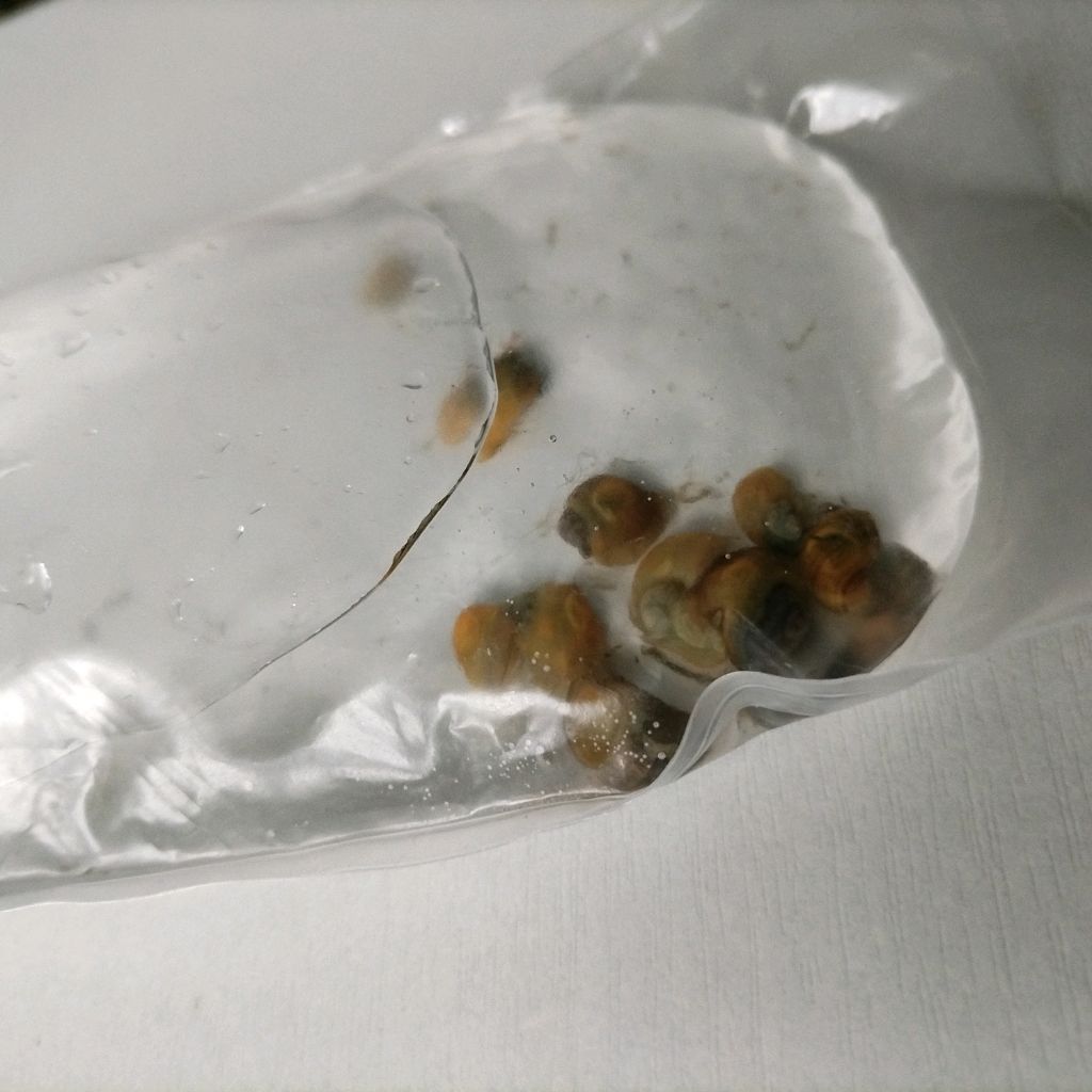 выпускаю 10 улиток ампулярий