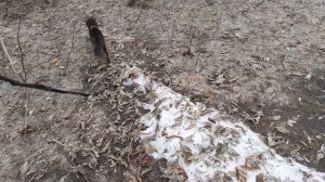 По кустам гуляет.