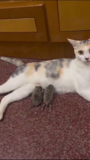 Говорила мама мне...