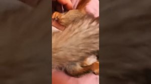 Белка смешно спит #funny #youtubeshorts #funnyvideo #squirrel #shorts #shortvideo