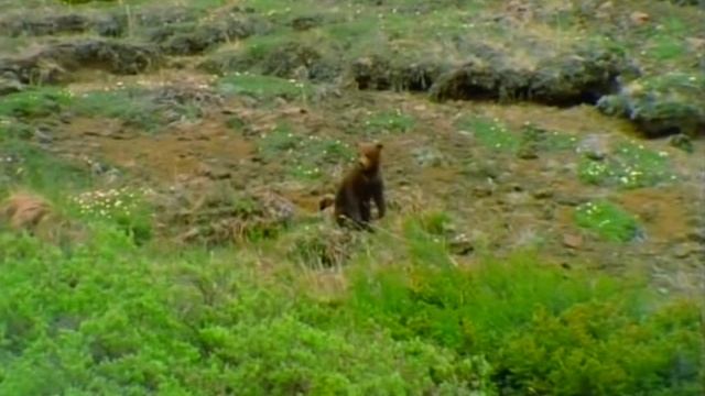 Первозданная природа. Эдем жизни 7 серия (документальный сериал, 1997)