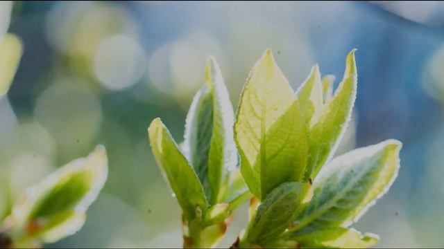 Анатолий Бабушкин Светлая весна