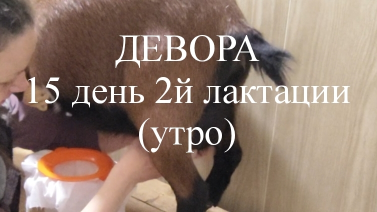 ДЕВОРА кн50 15 день 2й лактации (утро).mp4