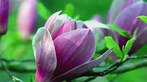 Магнолии ...Музыкальный приветик вам !!!