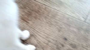 Доброе утро-Белка Увелка!😻🌞☀