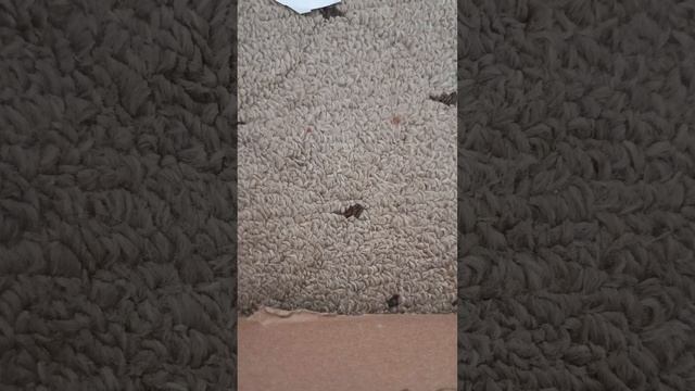 Как слепить чешуйницу из Minecraft