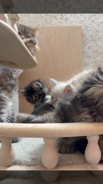 Котята С