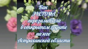 Как  ЭУСТОМА  перезимовала  в открытом грунте  на юге  Астраханской области
