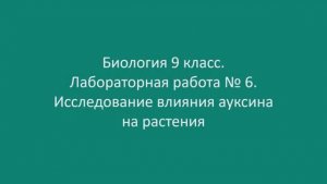 Исследование влияния ауксина на растения