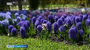 Ставрополь готовится к масштабному озеленению