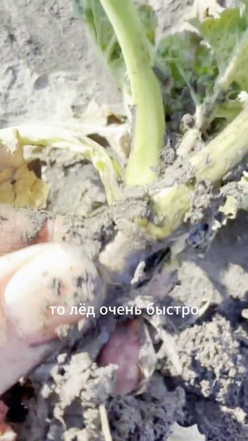Гибель озимого рапса — чем пересеять #агроном #сельскоехозяйство