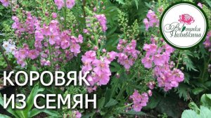 Коровяк - полезный красавчик. Как вырастить из семян