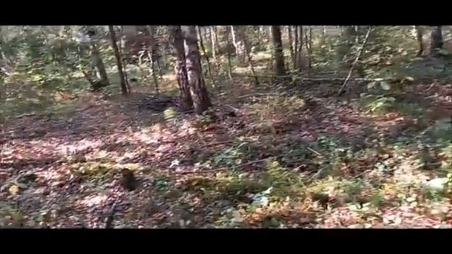 Сентябрьская грибалка. Белые, подосиновики, грузди