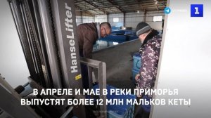 В апреле и мае в реки Приморья выпустят более 12 млн мальков кеты