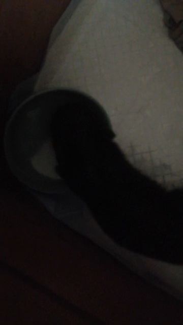 Как я растила себе вьетнамского вислобрюхого хряка с 6-дневного возраста. Бекон, начало.