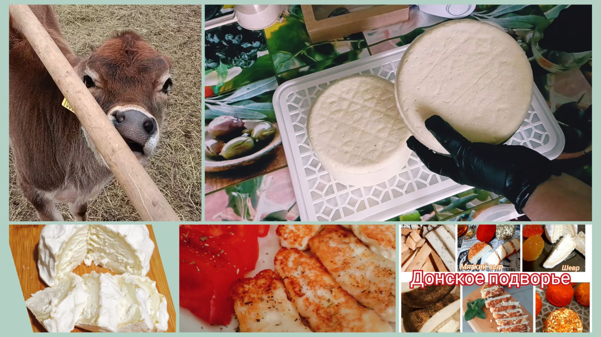 Отходила тёлку 🐄лопатой 🪏Сыр, сыр, сыр🧀!
