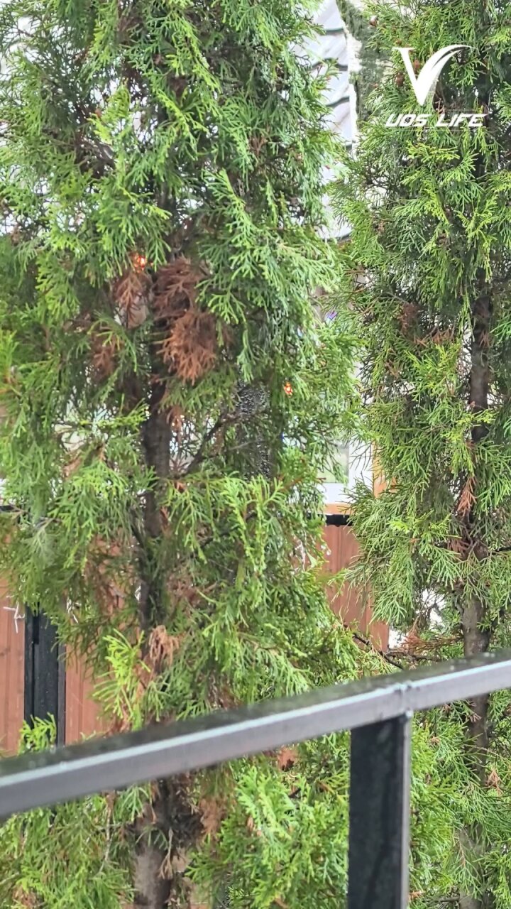 А вот и обещанный снег вместе с дождём