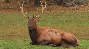 УСПОКАИВАЮЩАЯ МУЗЫКА НА НОЧЬ