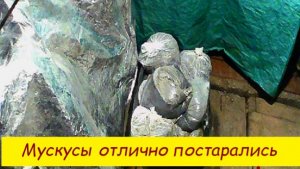 Мускусы отлично постарались