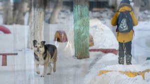 Собака без имени - отчества - Владимир Мещеряков(сл.В.Жук)