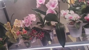 #185 ОрхоVLOG отделение и посадка деточки Бинти. Полив.