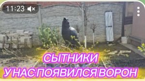 САМВЕЛ АДАМЯН, СЫТНИКИ, У НАС ПОЯВИЛСЯ ВОРОН..