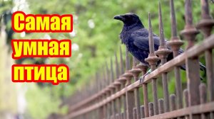 Всё, что нужно знать о вороне, самой умной птице вашего двора!