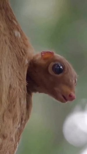 Клип @meowtaverse