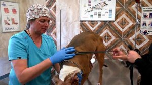 Как провести исследования на наличие поствакцинальных титров антител у питомцев для их вывоза