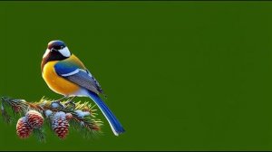 Синичка_encoded