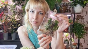 Размываю клоны алоказий