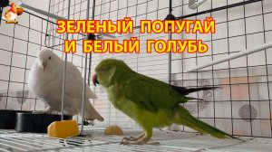 Зеленый попугай и белый голубь – лучшие друзья (2)