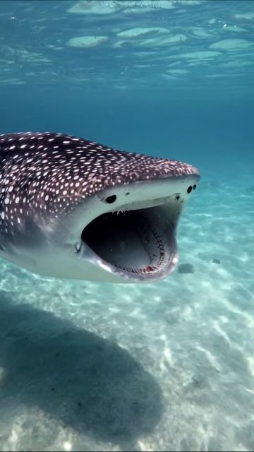 Встреча с акулой-китом под водой #акулыкиты #подводныймир #морскаяфауна