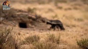 Дикая природа 3