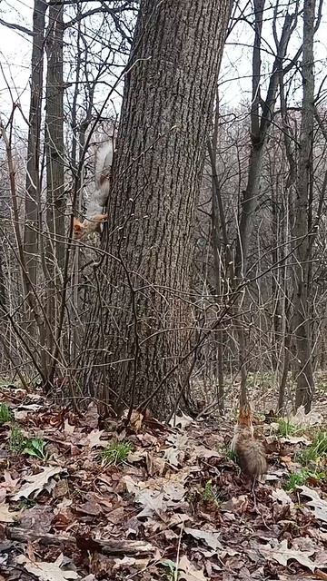 Белке, что посмелее, достался орешек