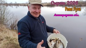 Сырть, Вимба и она же Рыбец. Сезон 2026. Рыбалка на реке Луга. Кингисеппский район.