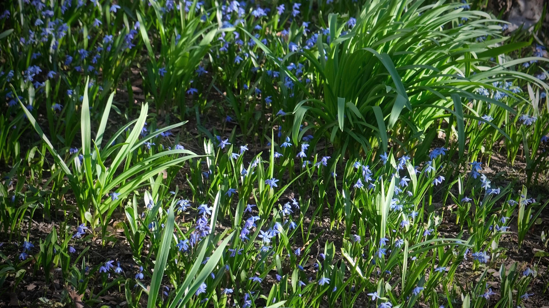 Пролеска на газоне / 03042026