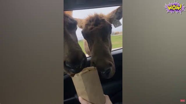 СМЕШНЫЕ ВИДЕО: ПРИКОЛЫ КОТОРЫЕ НЕЛЬЗЯ ПРОПУСТИТЬ