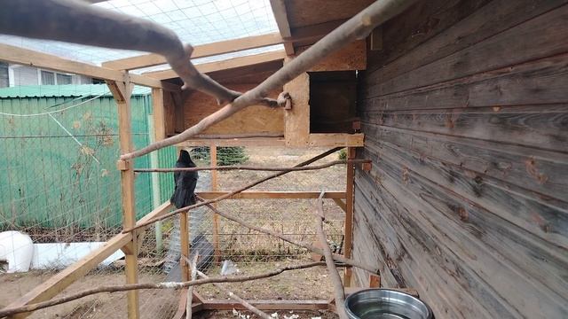 Ворон Гриша 9 апреля, с праздником