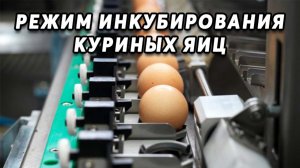 Режимы инкубирования куриных яиц. Самый эффективный метод для повышения выводимости.