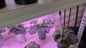 Обзор моих комнатных растений и фиалок.