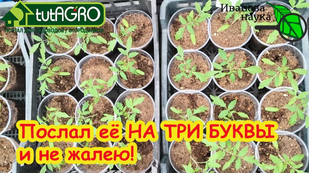 Послал рассаду НА ТРИ БУКВЫ... Она сходила и вернулась... КРАСАВИЦЕЙ! Результат РЕАЛЬНО шокировал!